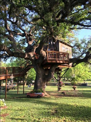 l'albero di alloro