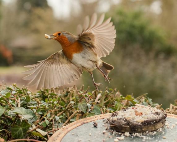 fotografia di uccelli fauna selvatica del giardino