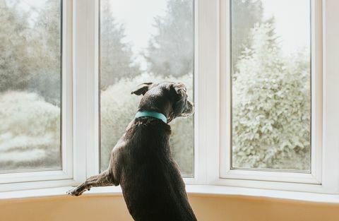 cane che guarda fuori da una finestra