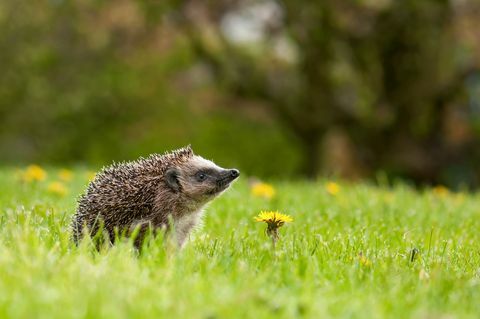 Qual è il modo migliore per attirare la fauna selvatica nel tuo giardino questa estate?