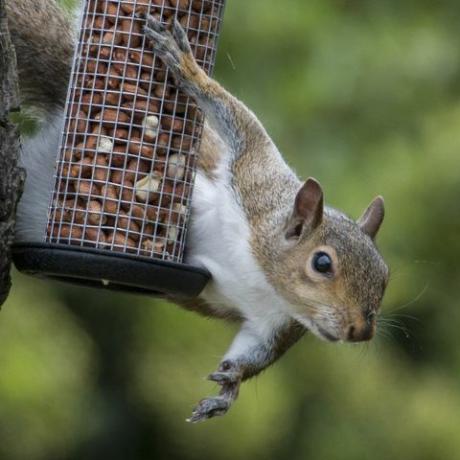 Lo scoiattolo grigio sorpreso a rubare i dadi dell'uccello