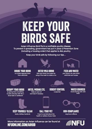 Come proteggere il pollame dall'influenza aviaria quest'anno