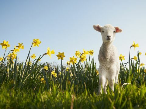 Agnello in un campo di narcisi in primavera