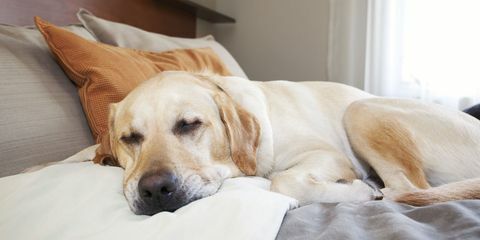 labrador addormentato