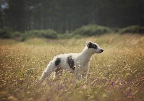 cucciolo di Lurcher in erba lunga