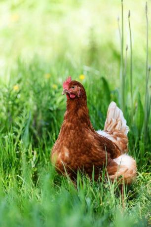 artigiani del cibo frutteto fattoria uova biologiche