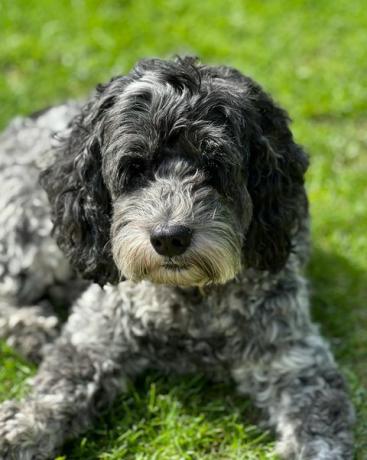 cane cockapoo seduto sdraiato sull'erba