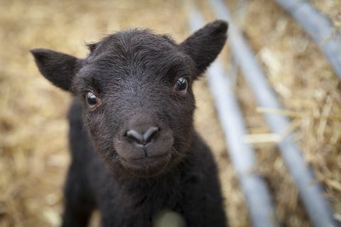 agnello nero a Wimpole Estate - National Trust Justin Morris