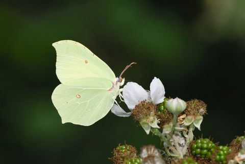 farfalla, zolfo comune