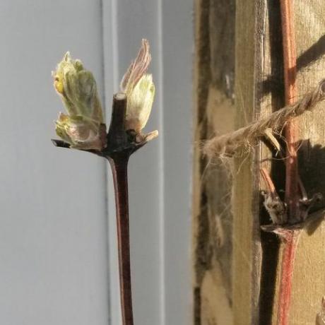 cosa fare in giardino a febbraio clematide