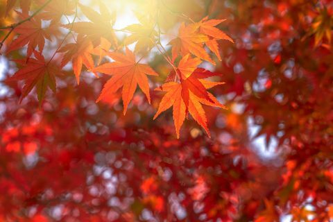 foglie di autunno autunno equinozio