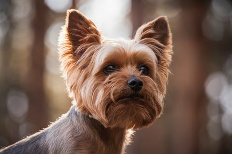 Chiuda sul ritratto del cane dell'Yorkshire terrier