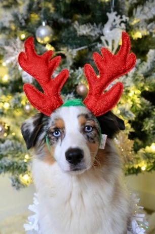 Foto di cani di Natale festivo