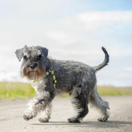 cane a spasso in campagna