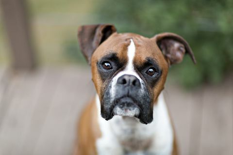 Ritratto di cane boxer