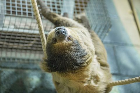 Una casa di riposo per bradipi è stata aperta in Galles, dove è possibile visitare