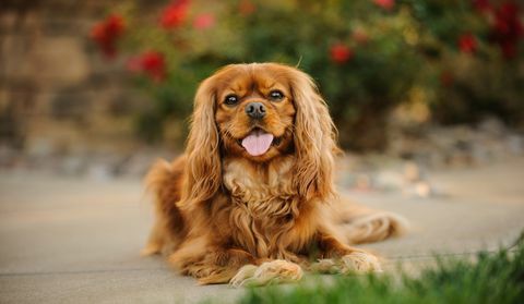 Ritratto di sprezzante re charles spaniel che attacca fuori la lingua