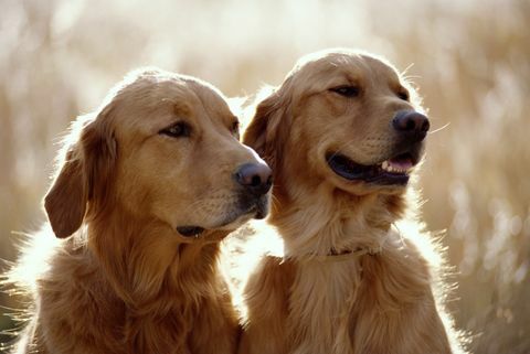 cani golden retriever