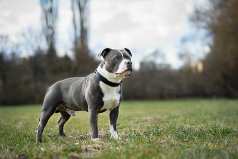 ritratto di staffordshire bull terrier in piedi sul campo, repubblica ceca