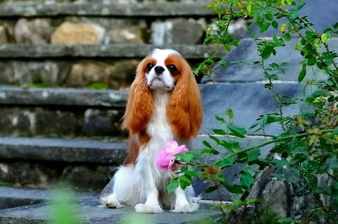 Cavalier King Charles Spaniel seduto sulla scala