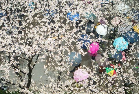 Fiori di ciliegio all'Università di Wuhan, nella provincia centrale di Hubei in Cina.