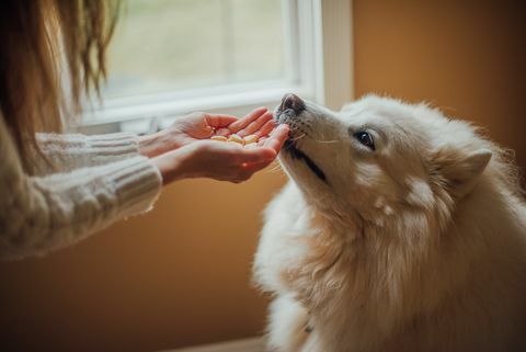 le mani di una donna che danno dei dolcetti al suo cane samoiedo