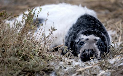 rara foca nera catturata nel Norfolk