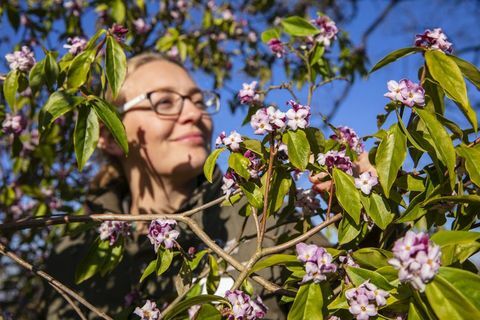 Il febbraio fragrante arriva mentre i fiori invernali sbocciano più grandi e migliori