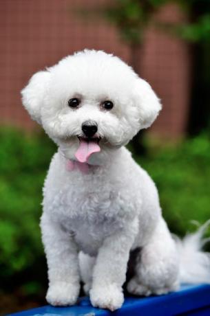 bichon frise