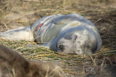 Foto di cucciolo di foca neonato