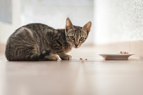 Gattino del soriano che mangia da una ciotola fuori
