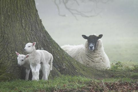 Pecore e agnelli a Ickworth - National Trust Justin Morris