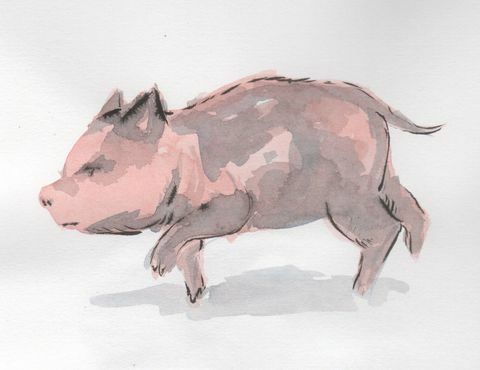 pittura di maiale