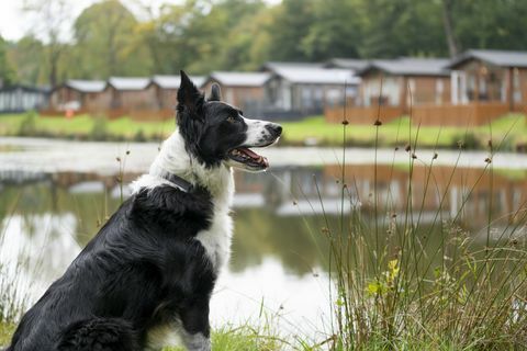 il tuo cane potrebbe recensire case vacanze a Devon