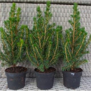 Mini alberi di Natale - Picea - Ideale per la decorazione della tavola