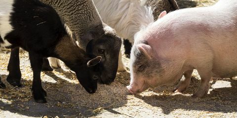 maiale capra ovino allevamento animali