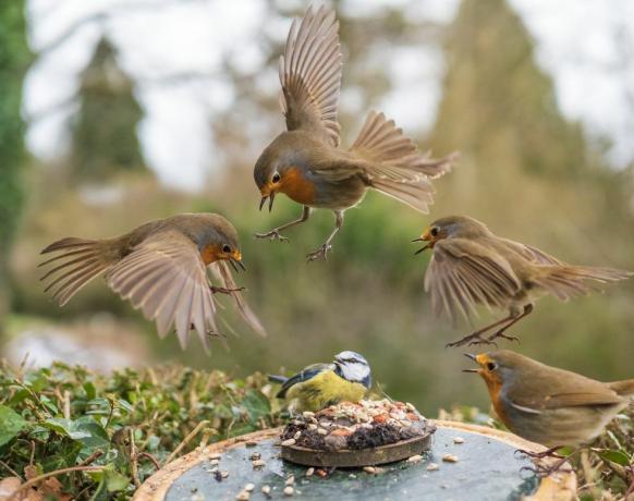 fotografia di uccelli fauna selvatica del giardino