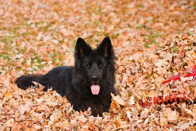 un cane da pastore tedesco di razza nera, dai capelli lunghi in un mucchio di foglie secche accanto a un rastrello di plastica rosso