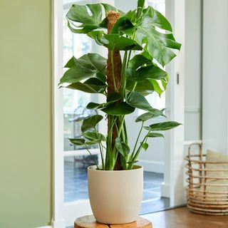 80cm Monstera Deliciosa su palo di muschio | Caseificio svizzero | Vaso da 19 cm | Dalla teoria delle piante