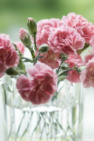 la terrazza del casolare, garofani rosa dedicati alla festa della mamma sullo sfondo della natura circa 15 fiori di garofano rosa sono piantati in una ciotola di vetro in una luce soffusa, sullo sfondo del verde fresco