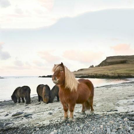 pony shetland