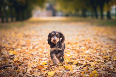 Cucciolo di cocker spaniel che passa le foglie autunnali