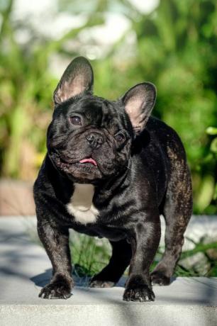 ritratto di un simpatico bulldog francese tigrato in piedi in un parco durante il giorno