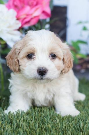 adorabile cucciolo di cockapoo