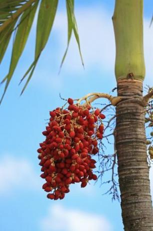frutti di palma