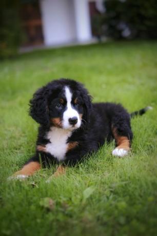 Bovaro del Bernese cucciolo nel prato