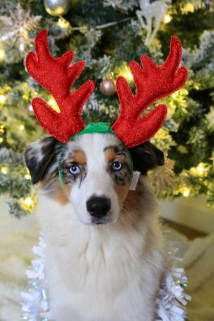 Foto di cani di Natale festivo