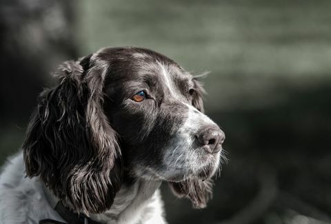 Springer spaniel inglese