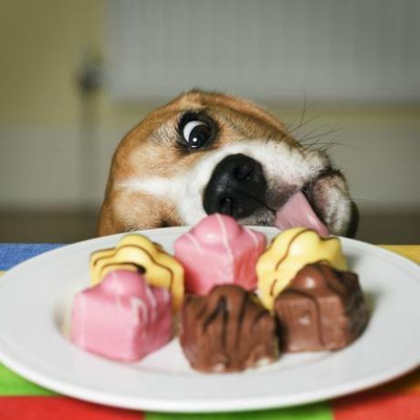 Cane cercando di leccare un piatto di torte fantasia francese