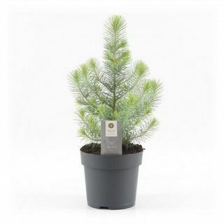 Mini albero di Natale - Pino crestato d'argento